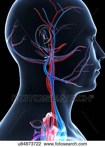 Drawing - Human vascular system, illustration. Fotosearch