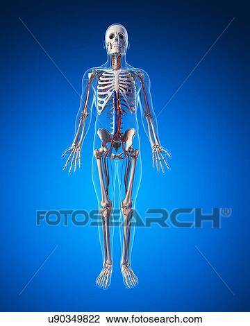 Human vascular system, illustration View Large Illustration Drawing - Human vascular system, illustration. Fotosearch