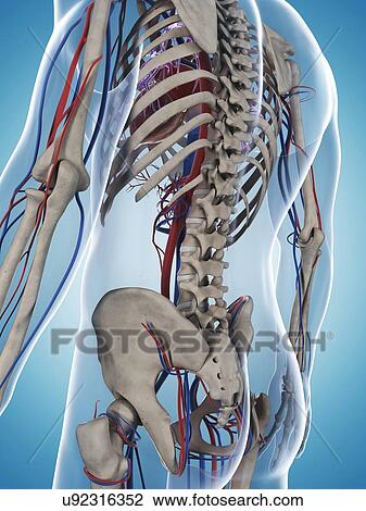 Drawing - Human vascular system, illustration. Fotosearch