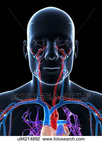 Drawing - Human vascular system, illustration. Fotosearch