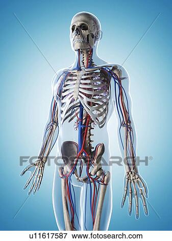 Human vascular system, illustration View Large Illustration Stock Illustration - Human vascular system, illustration. Fotosearch