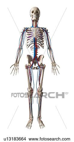 Human vascular system, illustration View Large Illustration Stock Illustration - Human vascular system, illustration. Fotosearch