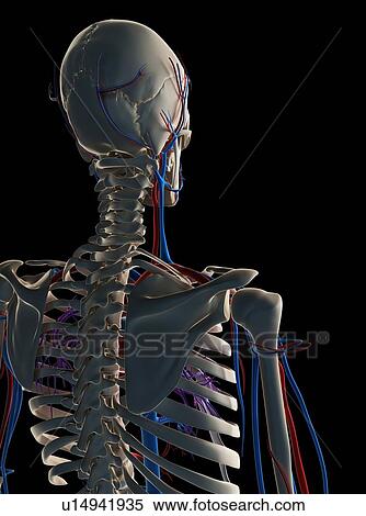 Stock Illustration - Human vascular system, illustration. Fotosearch