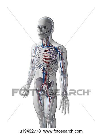 Human vascular system, illustration View Large Illustration Stock Illustration - Human vascular system, illustration. Fotosearch