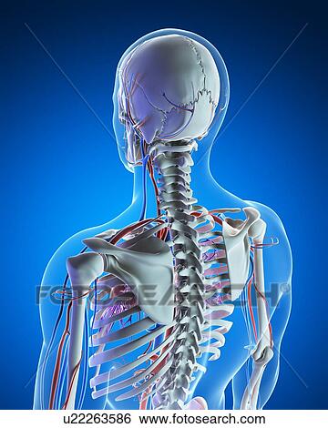 Human vascular system, illustration View Large Illustration Stock Illustration - Human vascular system, illustration. Fotosearch
