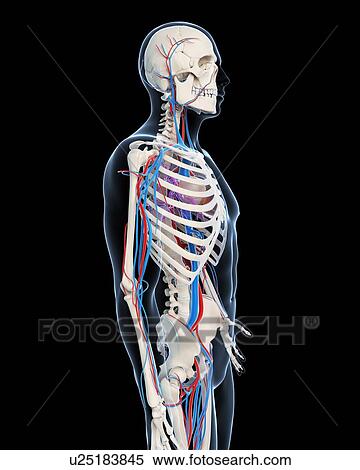 Stock Illustration - Human vascular system, illustration. Fotosearch