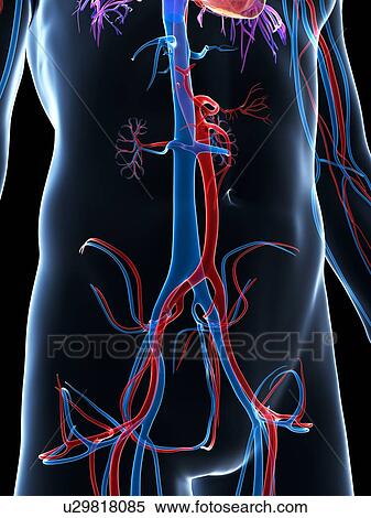 Stock Illustration - Human vascular system, illustration. Fotosearch