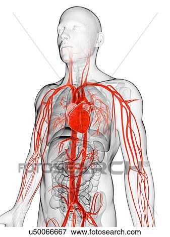 Stock Illustration - Human vascular system, illustration. Fotosearch