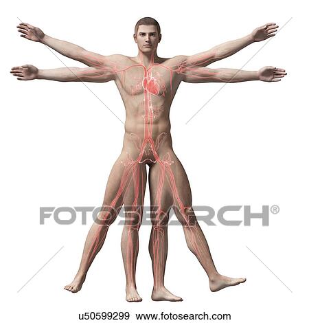 Stock Illustration - Human vascular system, illustration. Fotosearch