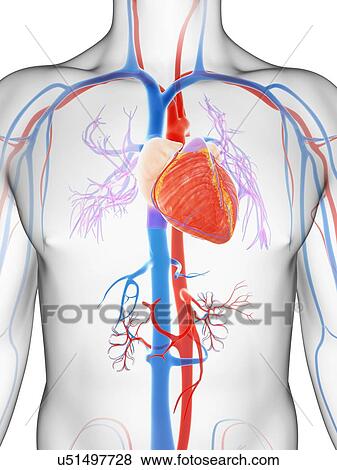 Stock Illustration - Human vascular system, illustration. Fotosearch