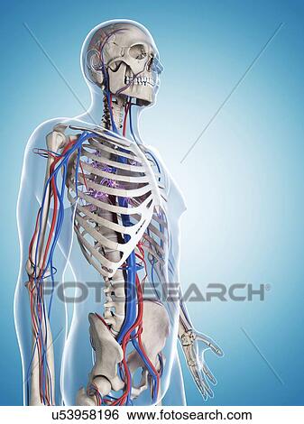Human vascular system, illustration View Large Illustration Stock Illustration - Human vascular system, illustration. Fotosearch