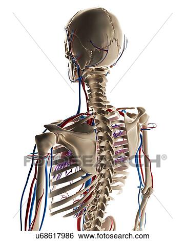 Stock Illustration - Human vascular system, illustration. Fotosearch
