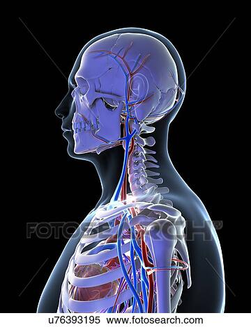Human vascular system, illustration View Large Illustration Stock Illustration - Human vascular system, illustration. Fotosearch