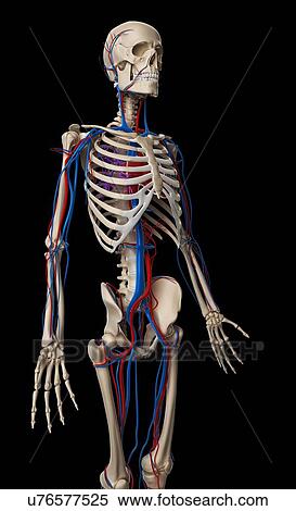 Human vascular system, illustration View Large Illustration Stock Illustration - Human vascular system, illustration. Fotosearch