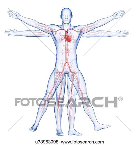 Human vascular system, illustration View Large Illustration Stock Illustration - Human vascular system, illustration. Fotosearch