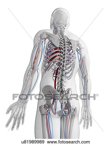 Stock Illustration - Human vascular system, illustration. Fotosearch