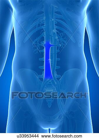Human vein (vena cava), illustration View Large Illustration Stock Illustration - Human vein (vena cava), illustration. Fotosearch