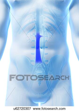 Human vein (vena cava), illustration View Large Illustration Stock Illustration - Human vein (vena cava), illustration. Fotosearch