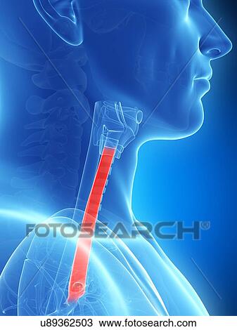 Human wind pipe, illustration View Large Illustration Drawing - Human wind pipe, illustration. Fotosearch