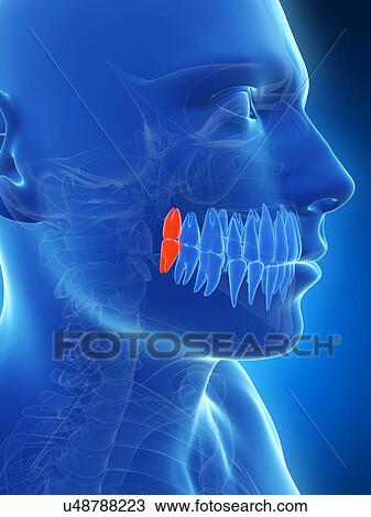 Human wisdom teeth, illustration View Large Illustration Drawing - Human wisdom teeth, illustration. Fotosearch