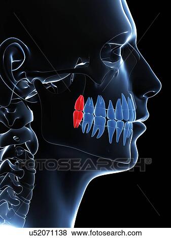 Human wisdom teeth, illustration View Large Illustration Stock Illustration - Human wisdom teeth, illustration. Fotosearch