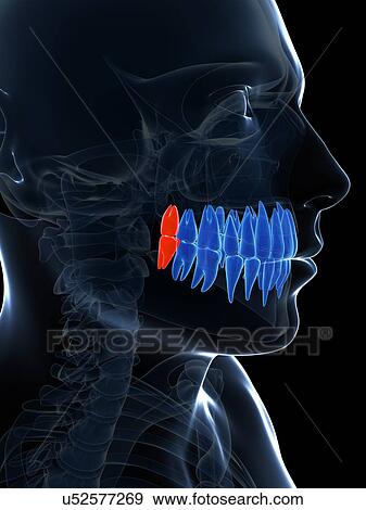 Human wisdom teeth, illustration View Large Illustration Stock Illustration - Human wisdom teeth, illustration. Fotosearch