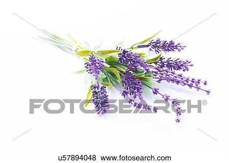 Stock Photo - Lavender flowers. Fotosearch