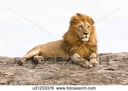 lion (Panthera leo) View Large Photo Image Stock Photo - lion (Panthera leo). Fotosearch