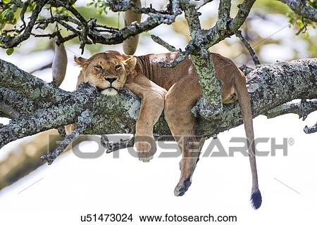 Lioness (Panthera leo) View Large Photo Image Picture - Lioness (Panthera leo). Fotosearch