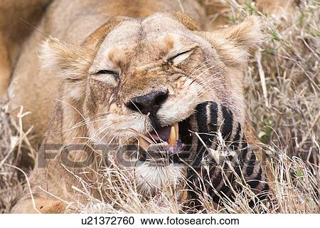 Lioness (Panthera leo) View Large Photo Image Stock Image - Lioness (Panthera leo). Fotosearch