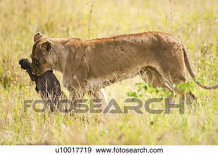 Lioness (Panthera leo) View Large Photo Image Stock Photo - Lioness (Panthera leo). Fotosearch