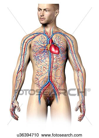 Male cardiovascular system, artwork View Large Illustration Clipart - Male cardiovascular system, artwork. Fotosearch