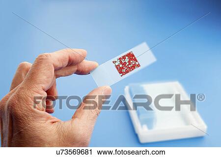 Microscope slide View Large Photo Image Stock Image - Microscope slide. Fotosearch