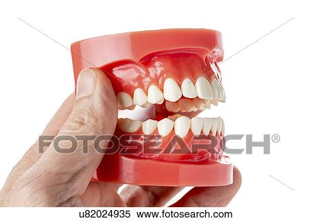 Model of human jaw View Large Photo Image Stock Photography - Model of human jaw. Fotosearch