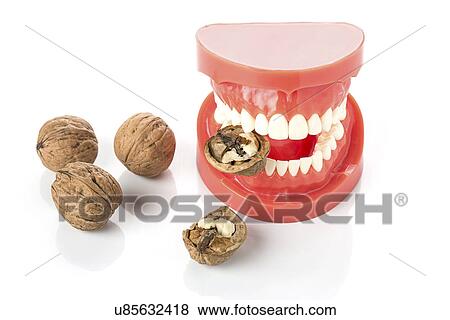 Model of human jaw with walnuts View Large Photo Image Stock Photo - Model of human jaw with walnuts. Fotosearch