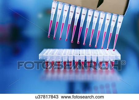 Stock Image - Multi pipettes used in a microbiology lab. Fotosearch
