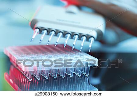 Stock Image - Multi pipettes used in microbiology lab. Fotosearch
