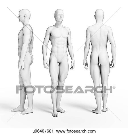 Clip Art - Muscular body, illustration. Fotosearch