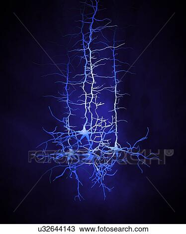 Nerve cell network, artwork View Large Illustration Drawing - Nerve cell network, artwork. Fotosearch