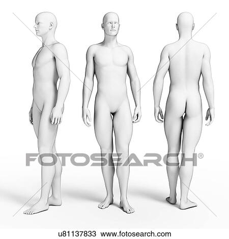 Drawing - Normal body, illustration. Fotosearch