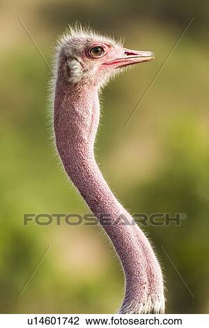 Ostrich (Struthio camelus) View Large Photo Image Stock Image - Ostrich (Struthio camelus). Fotosearch