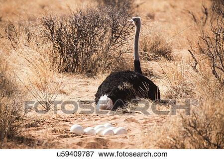 Ostrich (Struthio camelus) View Large Photo Image Stock Photo - Ostrich (Struthio camelus). Fotosearch