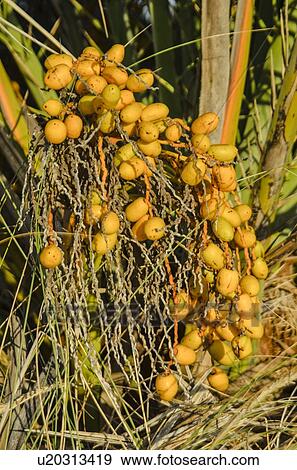 Stock Photo - Palm tree dates. Fotosearch