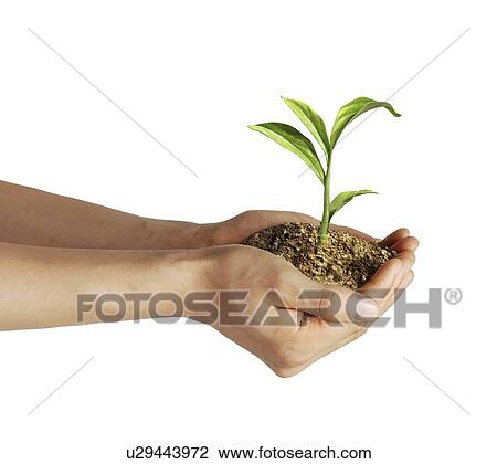Drawing - Person holding a seedling, artwork. Fotosearch