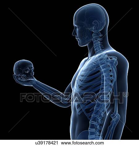 Clip Art - Person holding human skull, illustration. Fotosearch