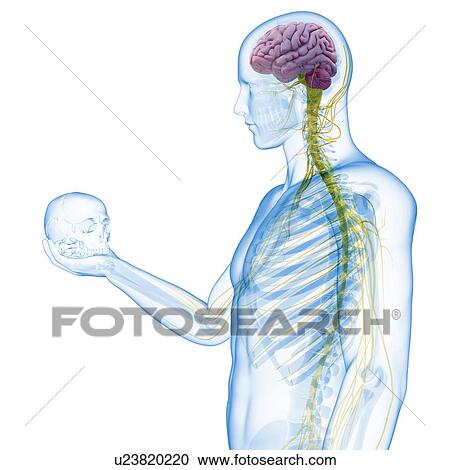 Clipart - Person holding human skull, illustration. Fotosearch