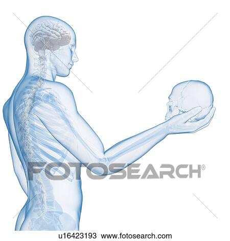 Person holding human skull, illustration View Large Illustration Drawing - Person holding human skull, illustration. Fotosearch