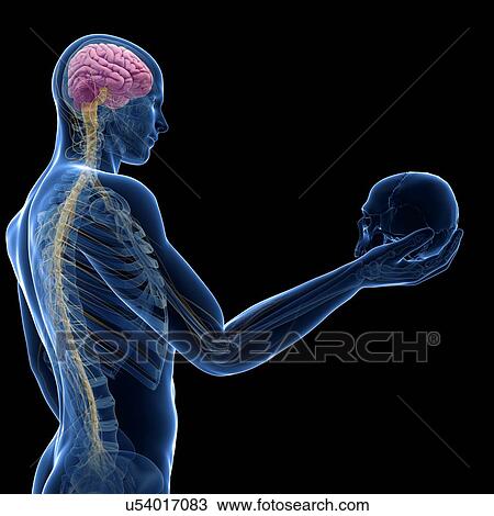 Person holding human skull, illustration View Large Illustration Drawing - Person holding human skull, illustration. Fotosearch