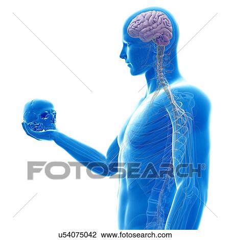 Drawing - Person holding human skull, illustration. Fotosearch