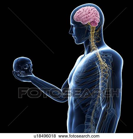 Person holding human skull, illustration View Large Illustration Stock Illustration - Person holding human skull, illustration. Fotosearch